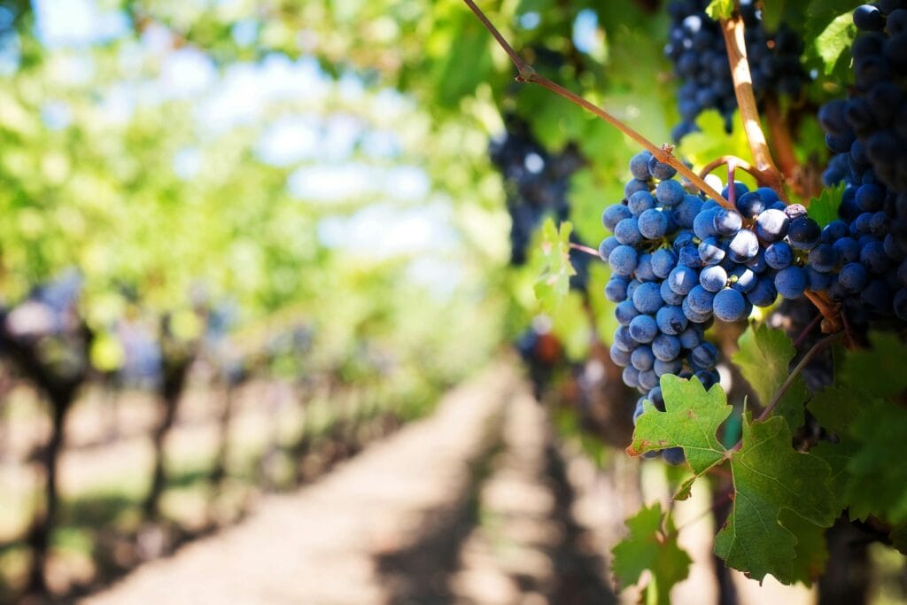 Napa Valley one of the best travel spots in the US during fall