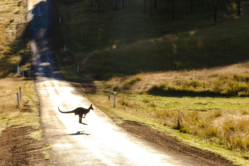 Kangaroo island is one of the best places to go in Australia