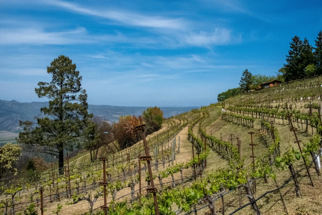 Napa Valley vineyards and rolling hills, wine lover’s place to visit in California